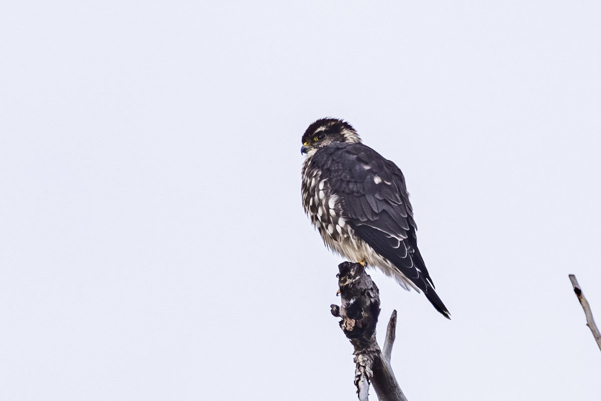 Esmerejón - ML646559533