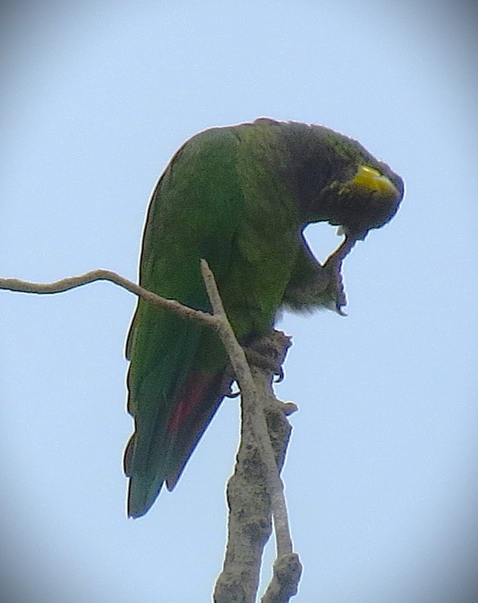 Scaly-headed Parrot - ML646559534