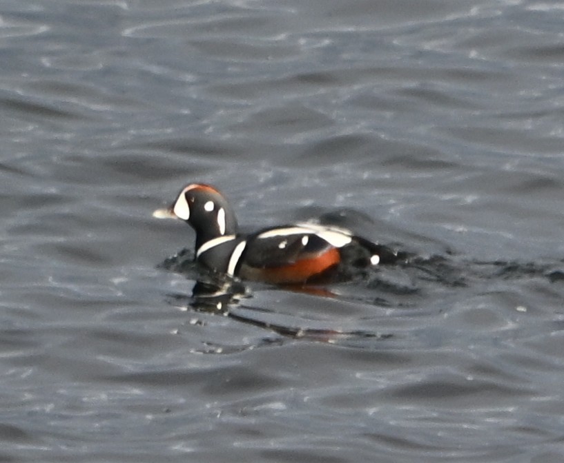 Harlequin Duck - ML646559538