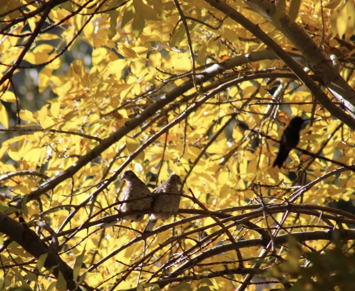 Inca Dove - ML646559543