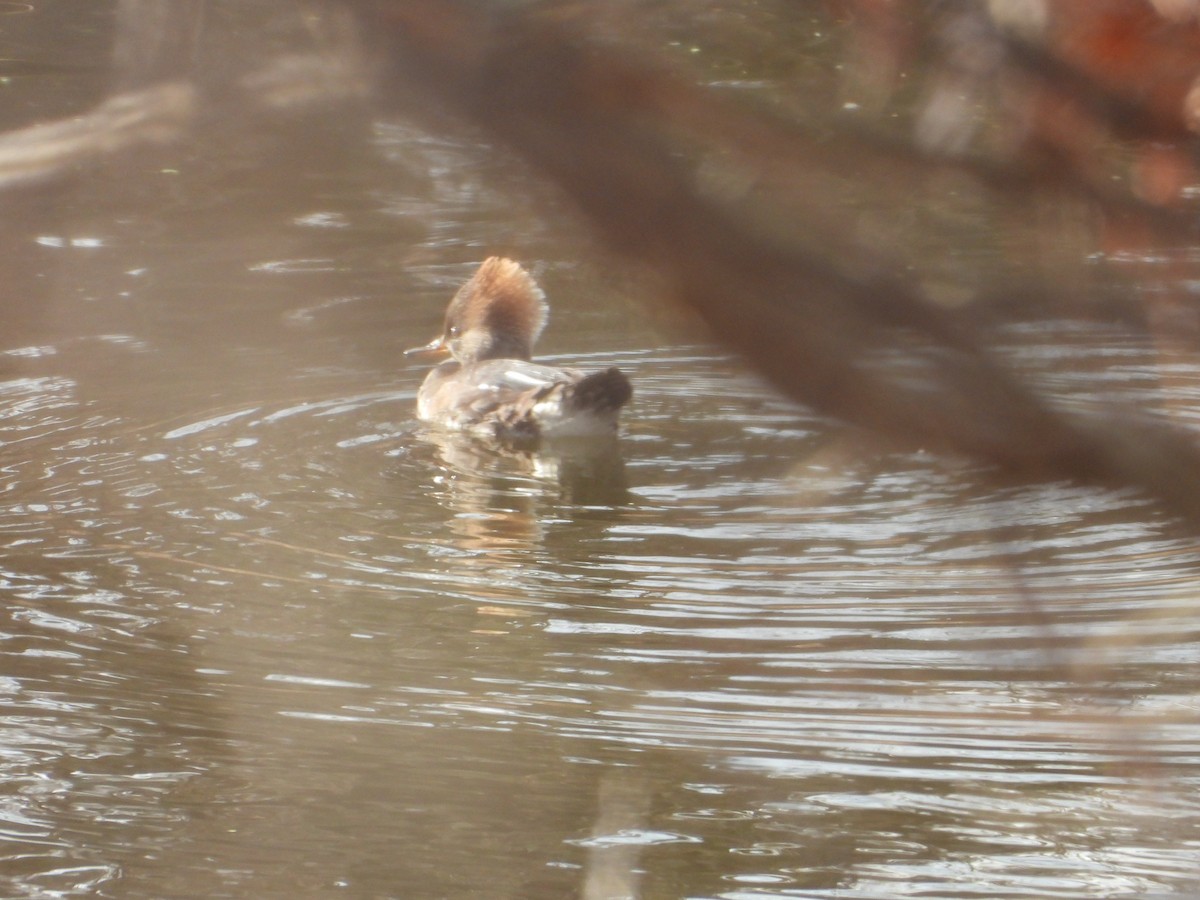 Hooded Merganser - ML646559553