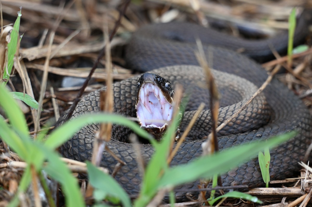 Animals - ML646559554