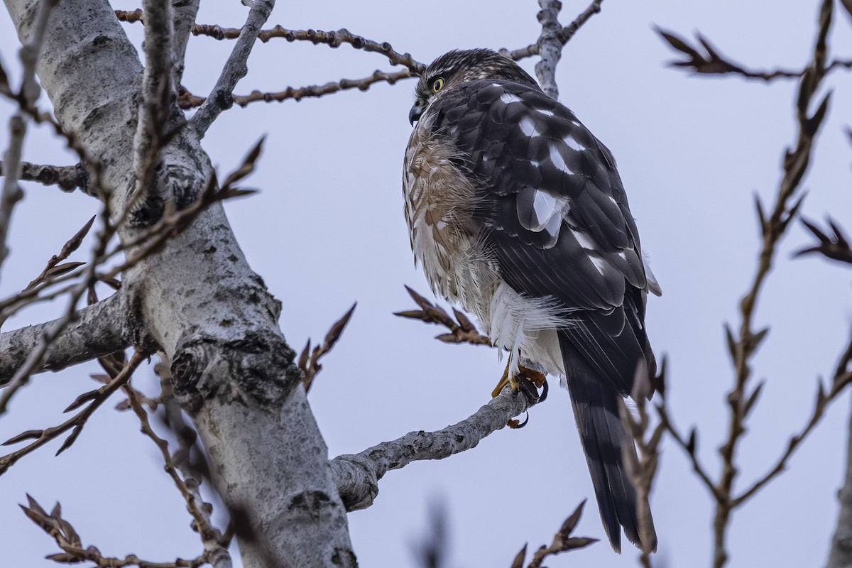 Gavilán Americano - ML646559560