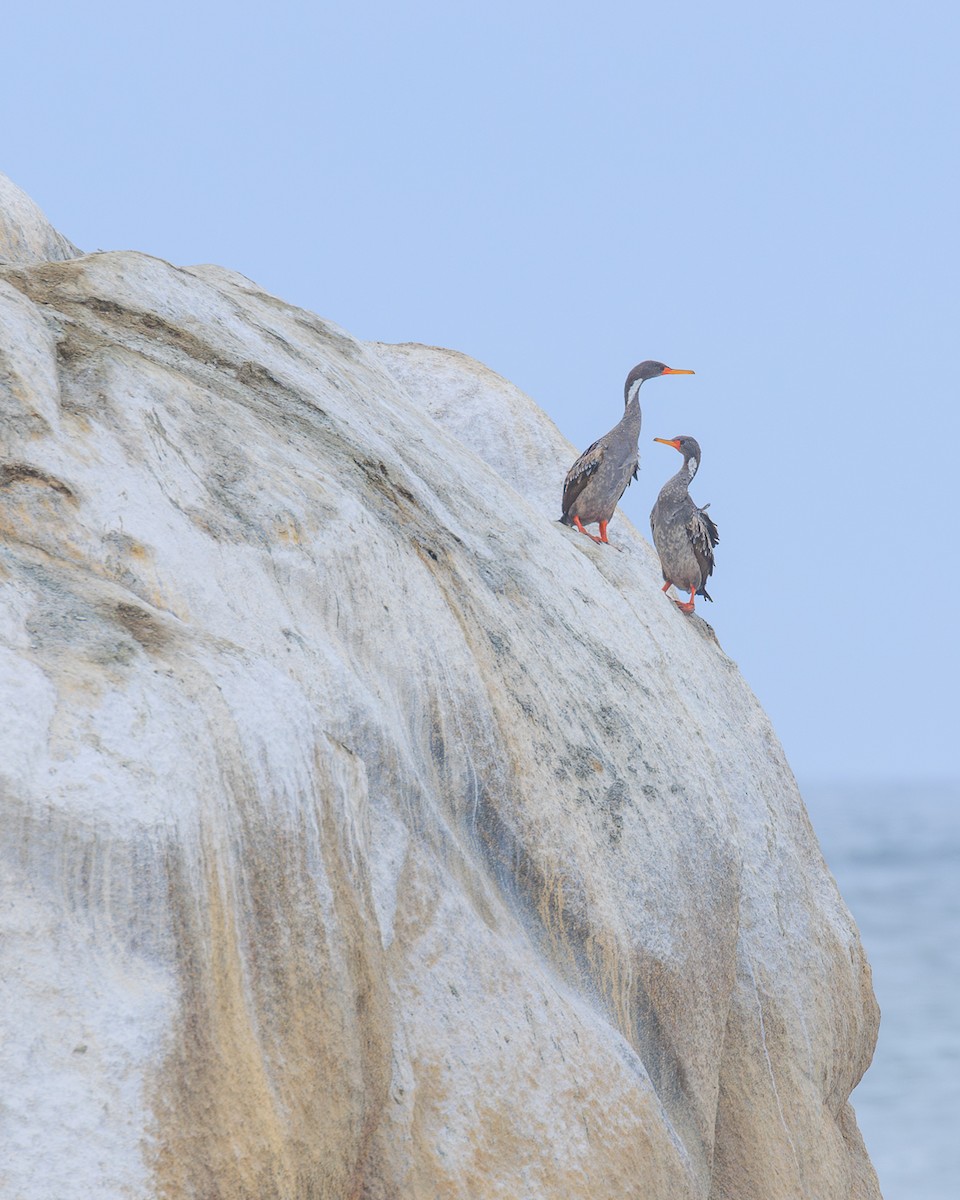 Red-legged Cormorant - ML646559561