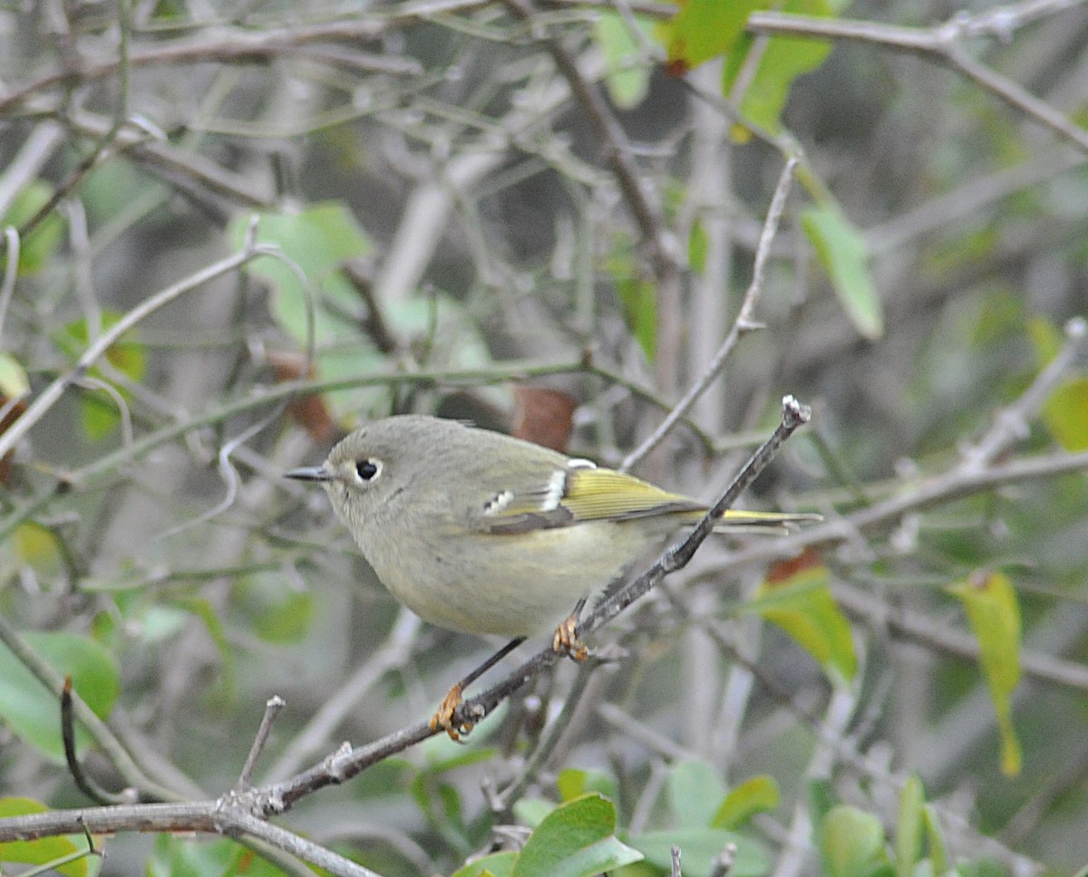 Ruby-crowned Kinglet - ML646559568