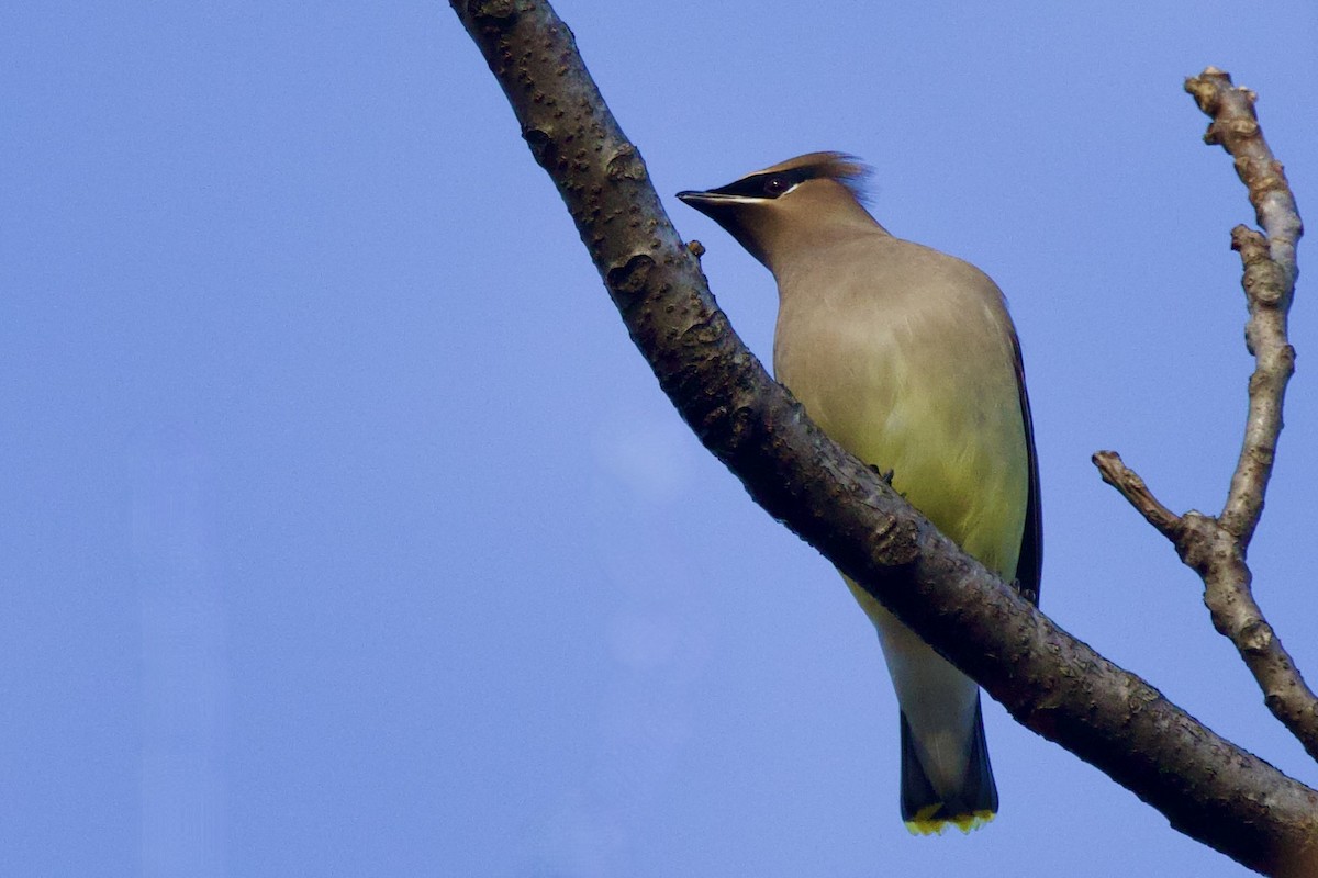 Cedar Waxwing - ML646559571