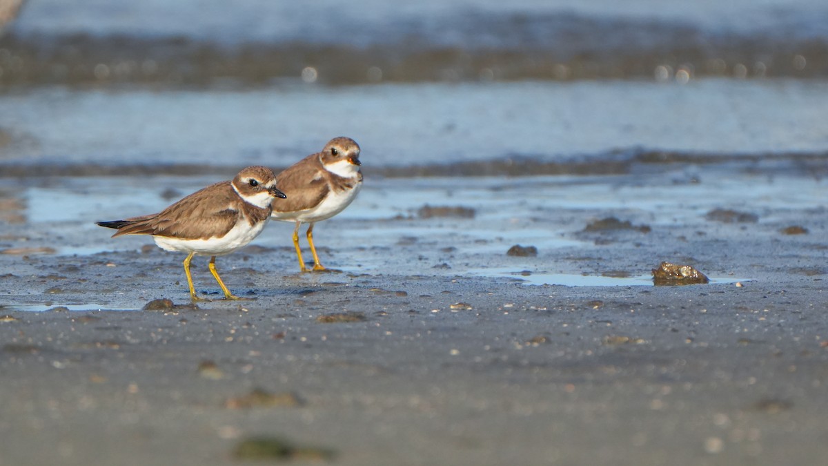 Semipalmated Plover - ML646559572