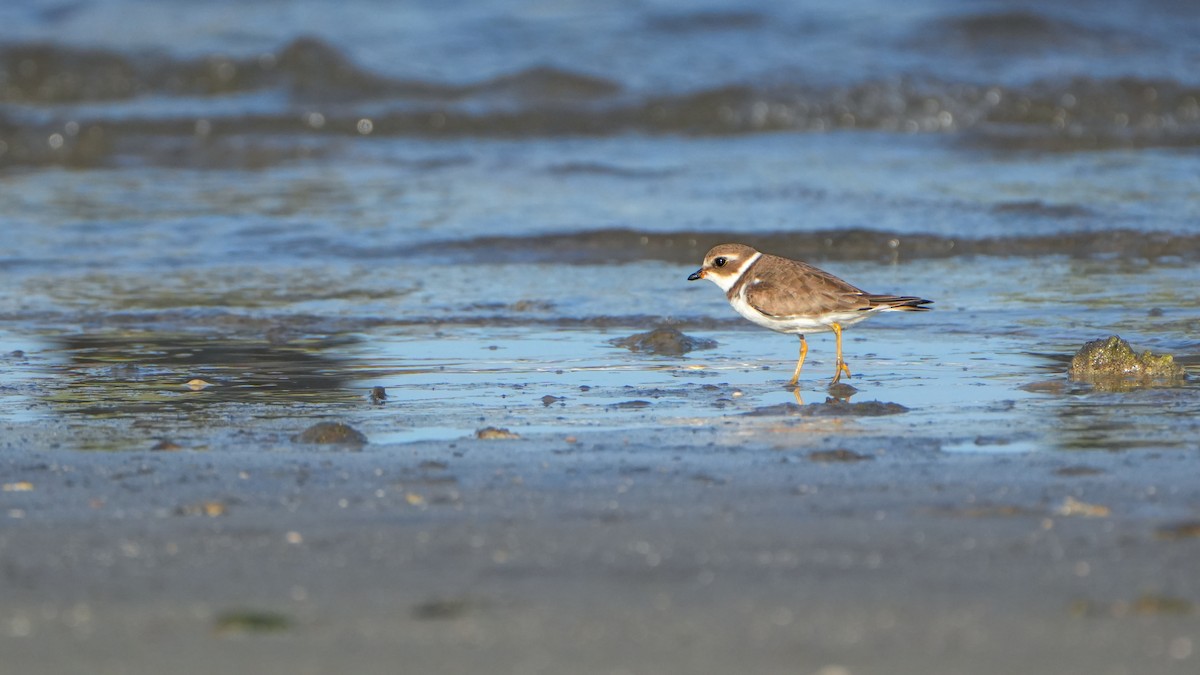 Semipalmated Plover - ML646559573