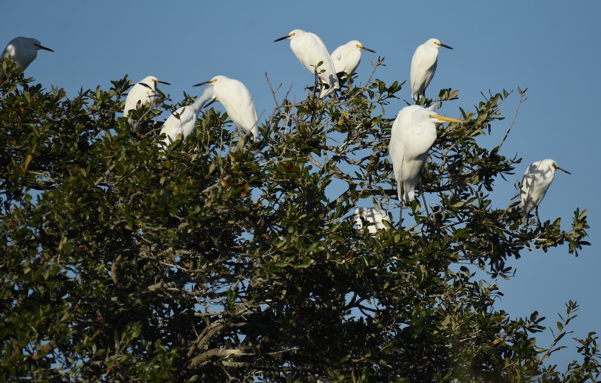Snowy Egret - ML646559577