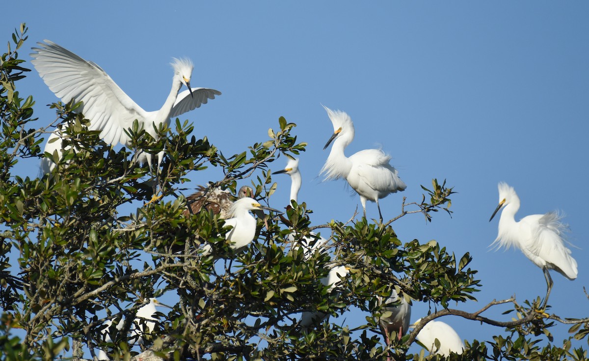 Snowy Egret - ML646559578