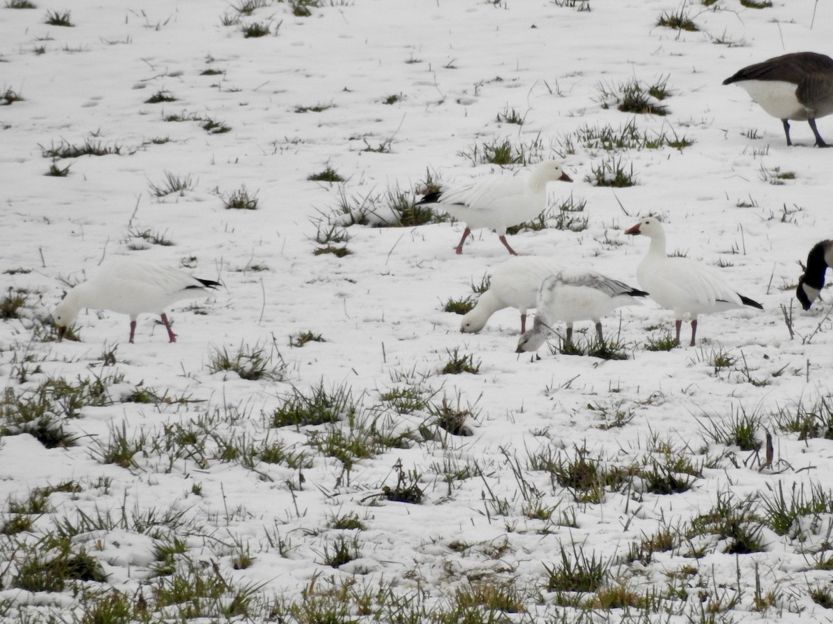 Цасны галуу - ML646559585