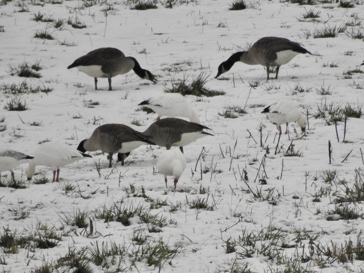 Цасны галуу - ML646559586