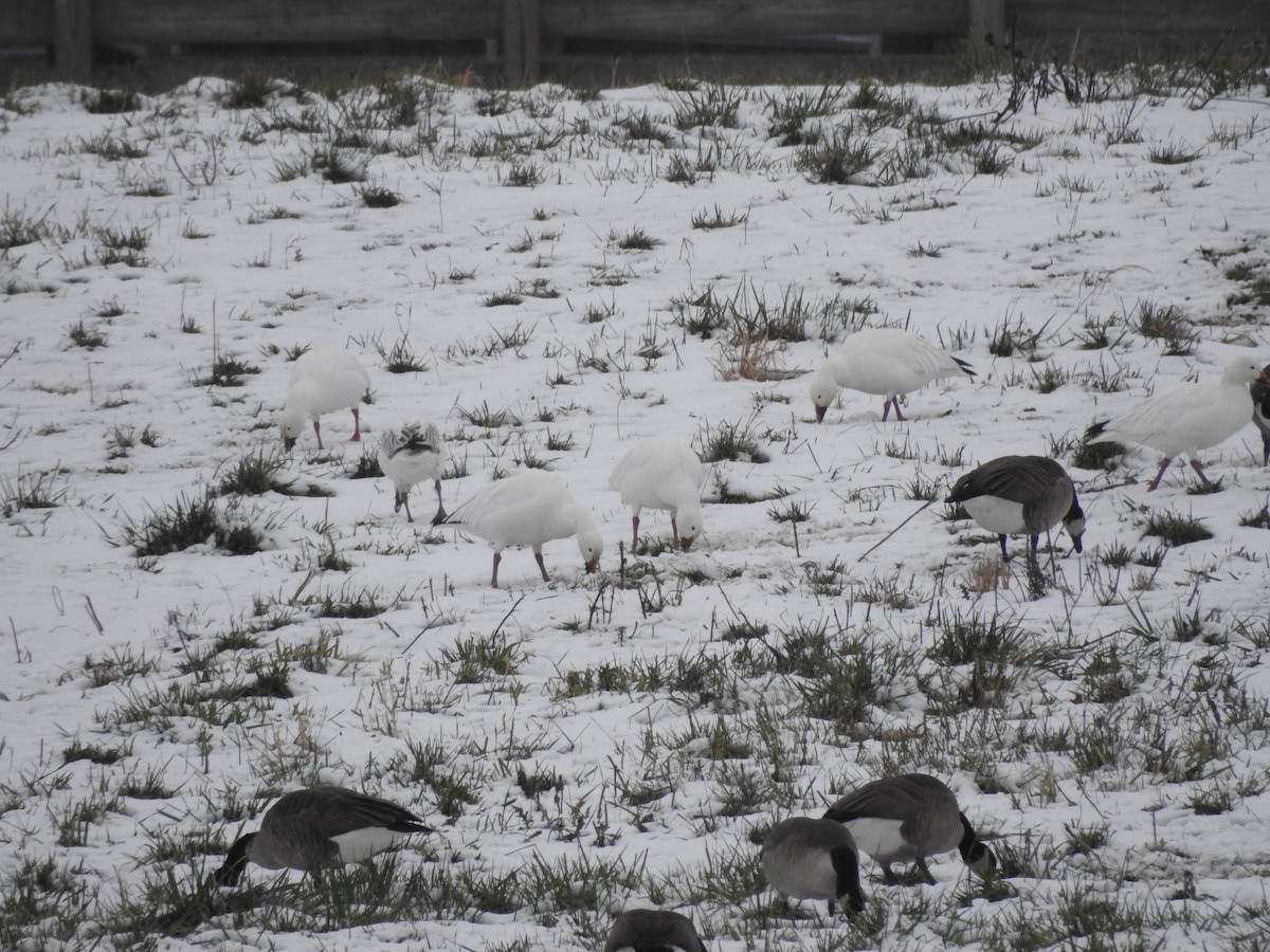 Цасны галуу - ML646559587