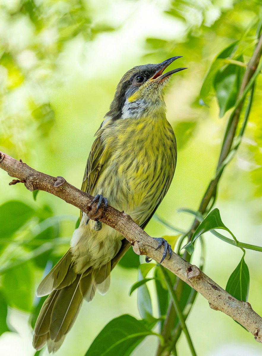 Varied Honeyeater - ML646559588