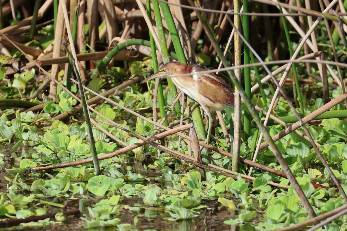 Least Bittern - ML646559590
