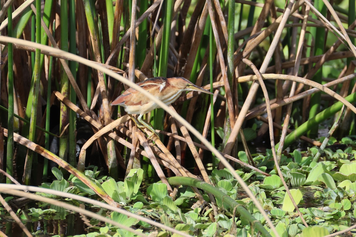 Least Bittern - ML646559591