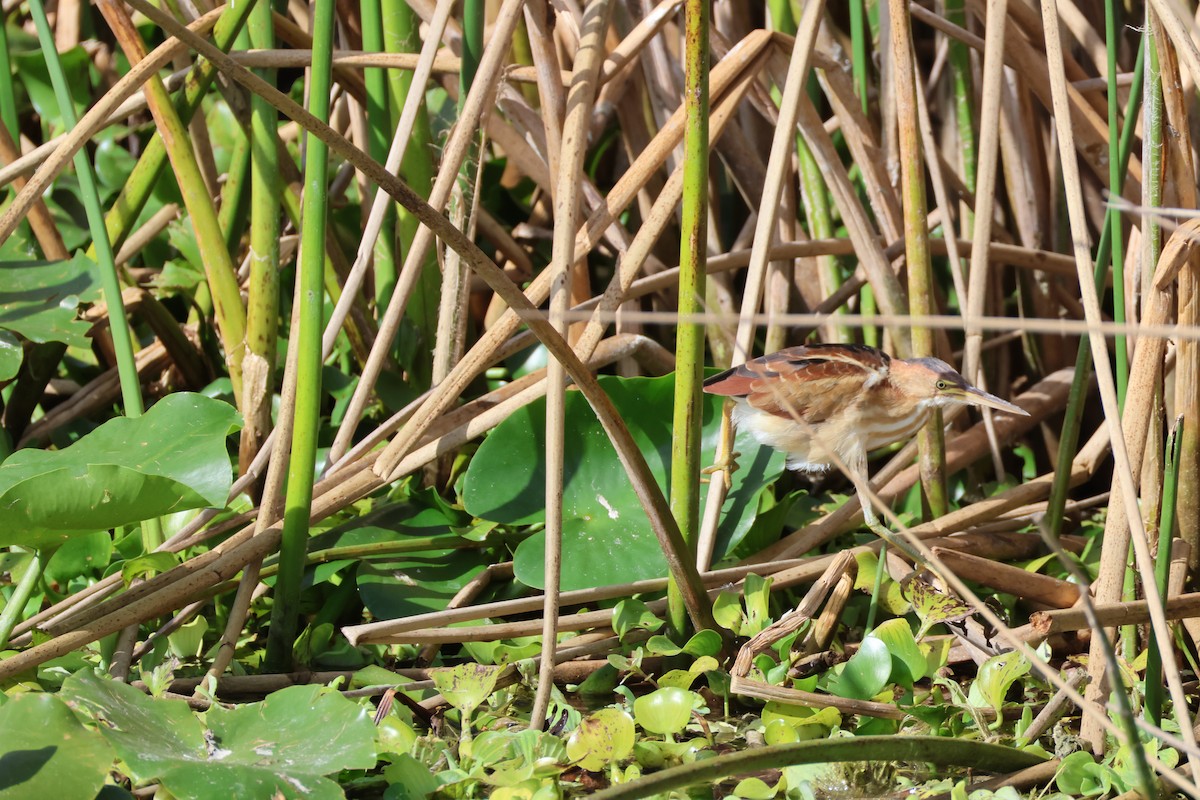 Least Bittern - ML646559592