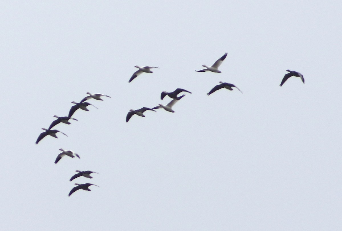 Snow Goose - ML646559593