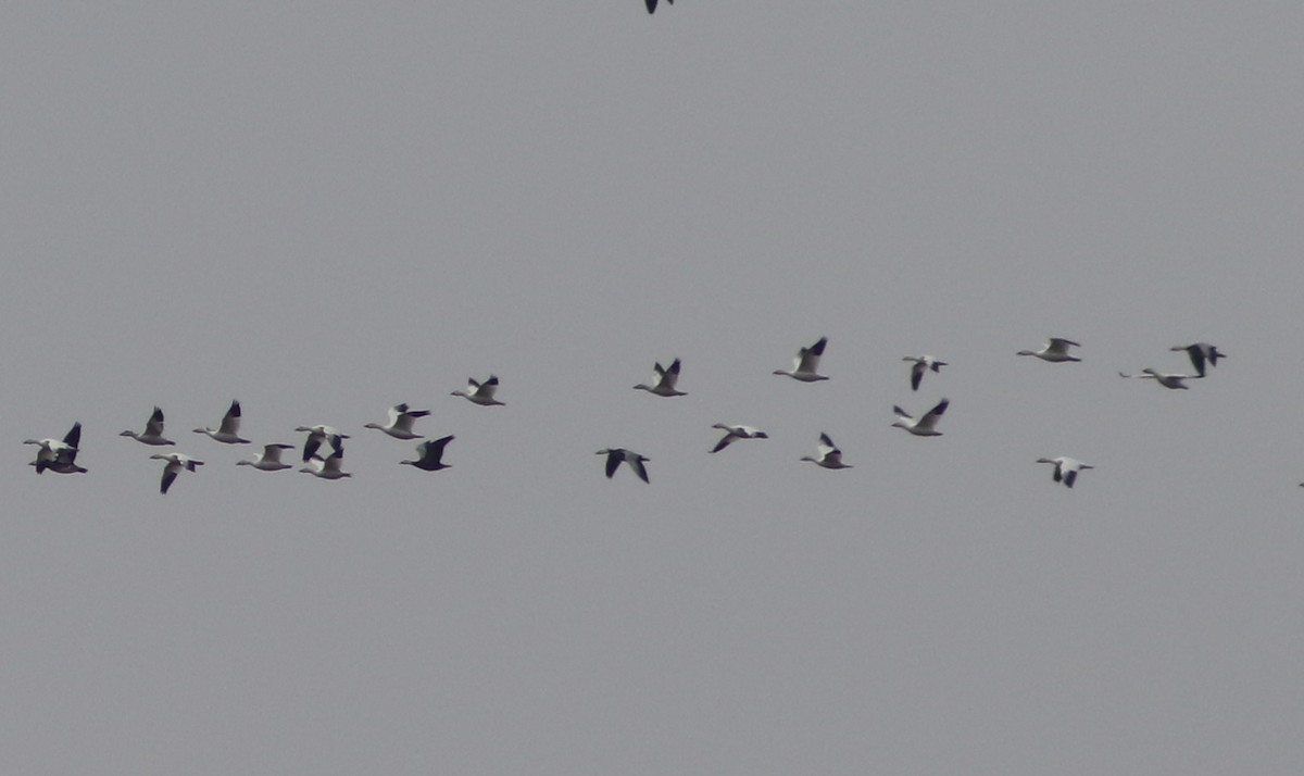 Snow Goose - ML646559594