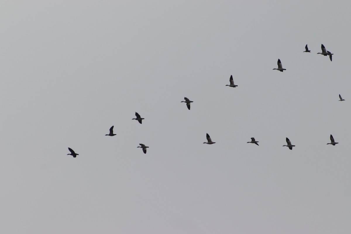 Snow Goose - ML646559596