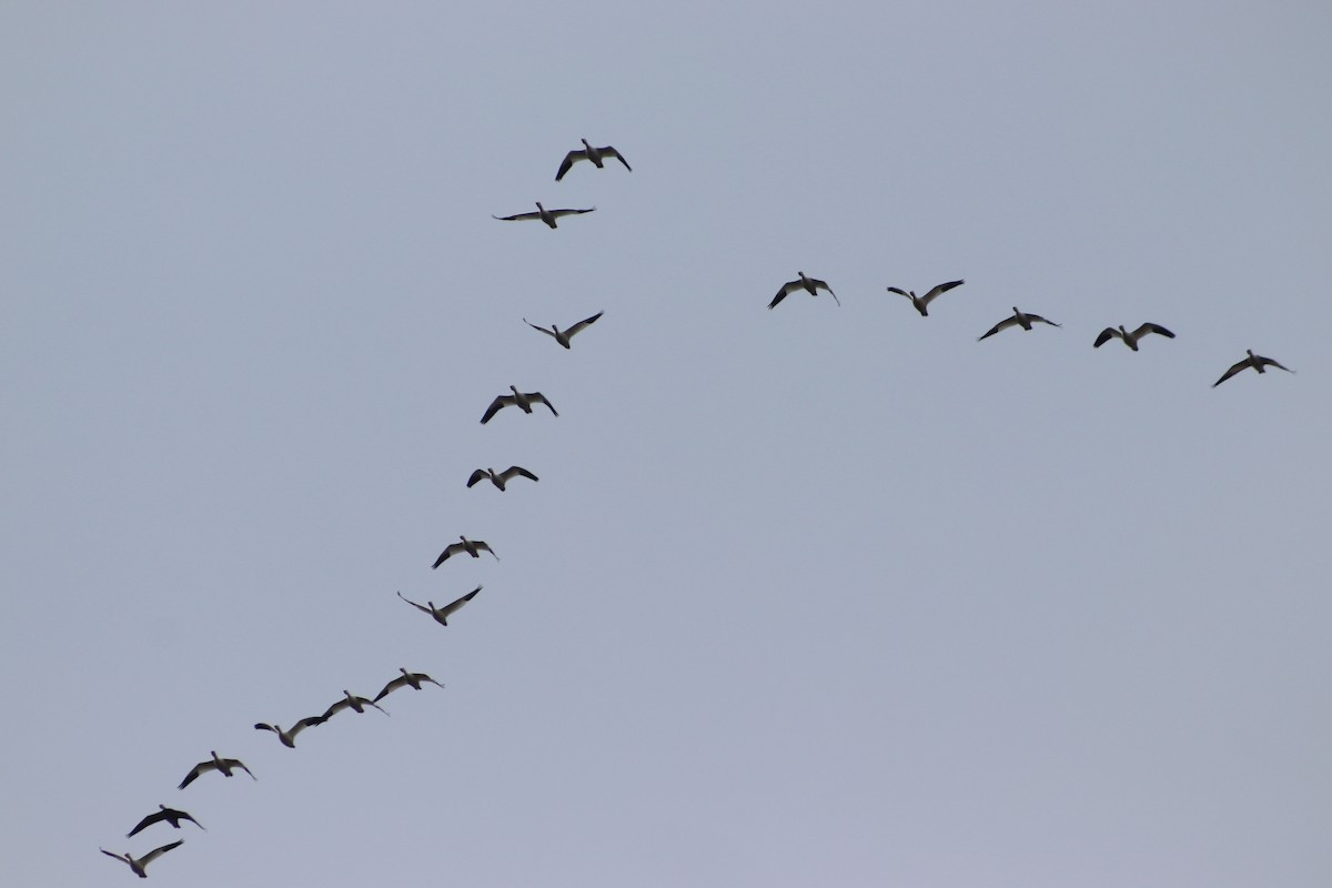 Snow Goose - ML646559597