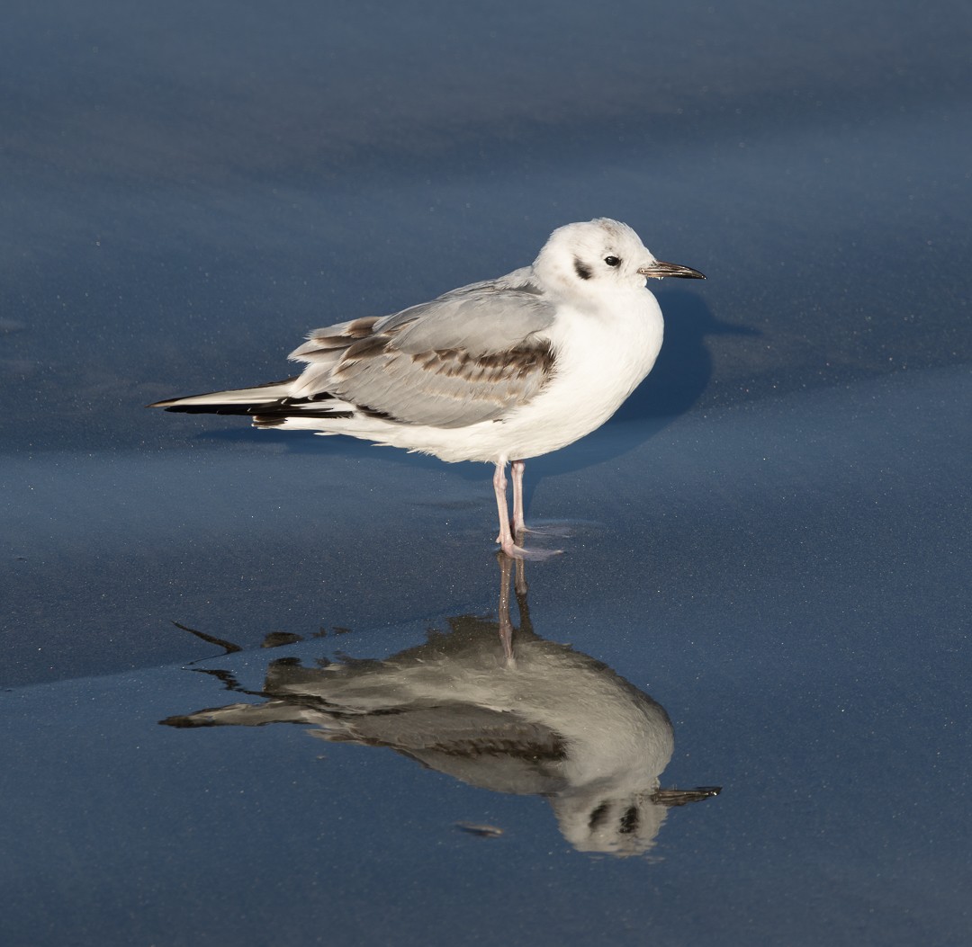 Bonapartemöwe - ML646559598