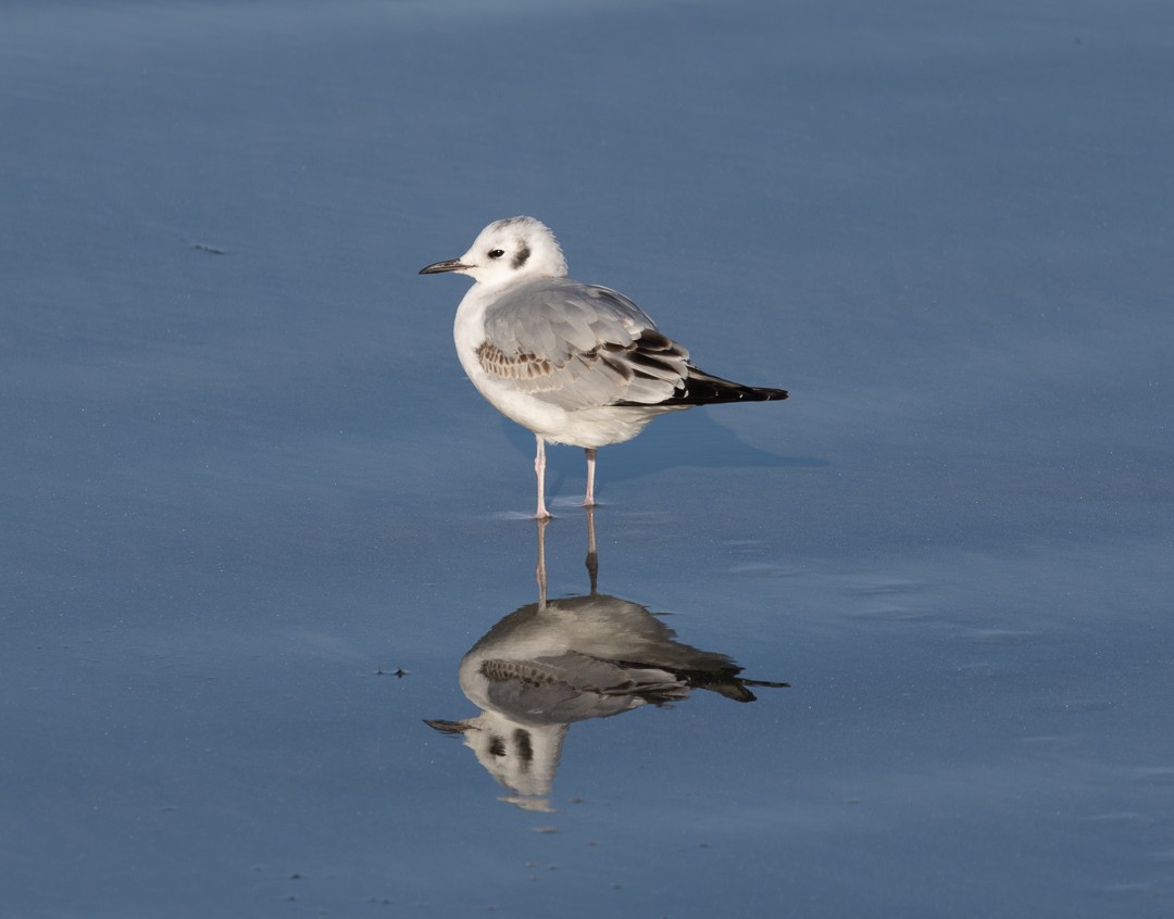 Bonapartemöwe - ML646559599