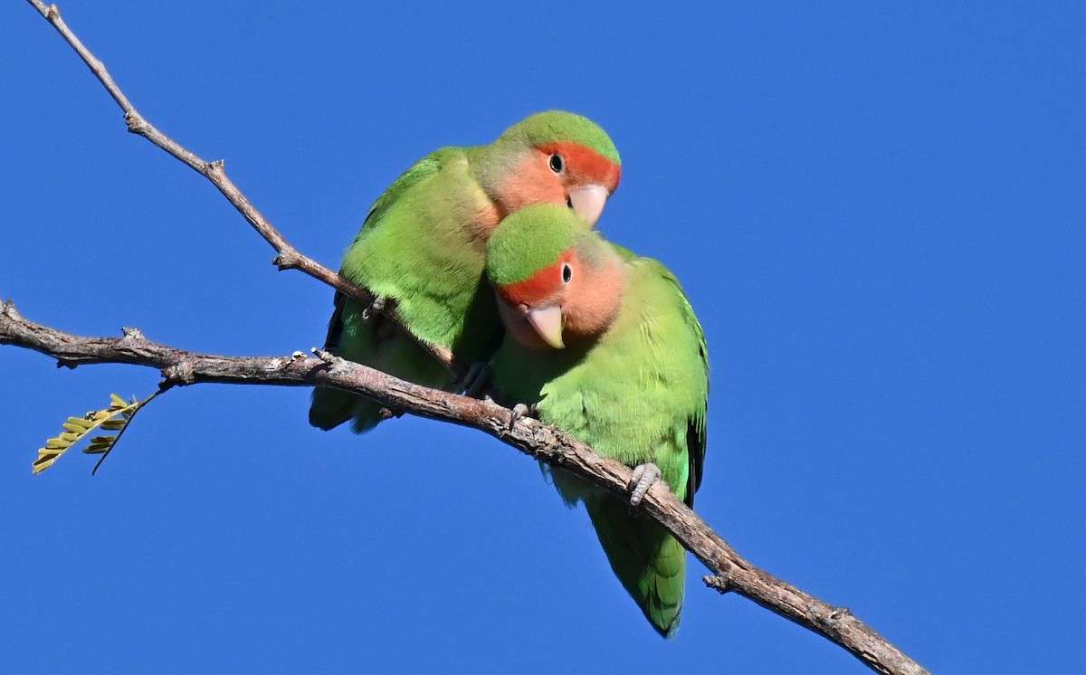 桃臉愛情鳥 - ML646559600