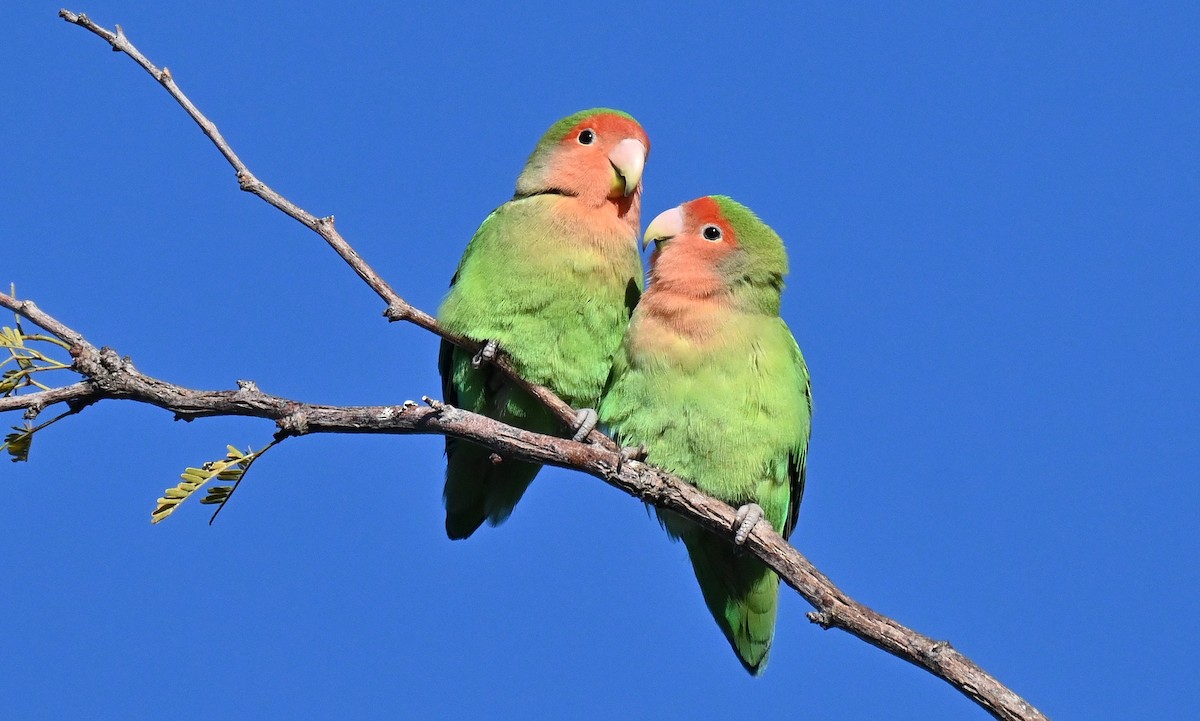 桃臉愛情鳥 - ML646559602