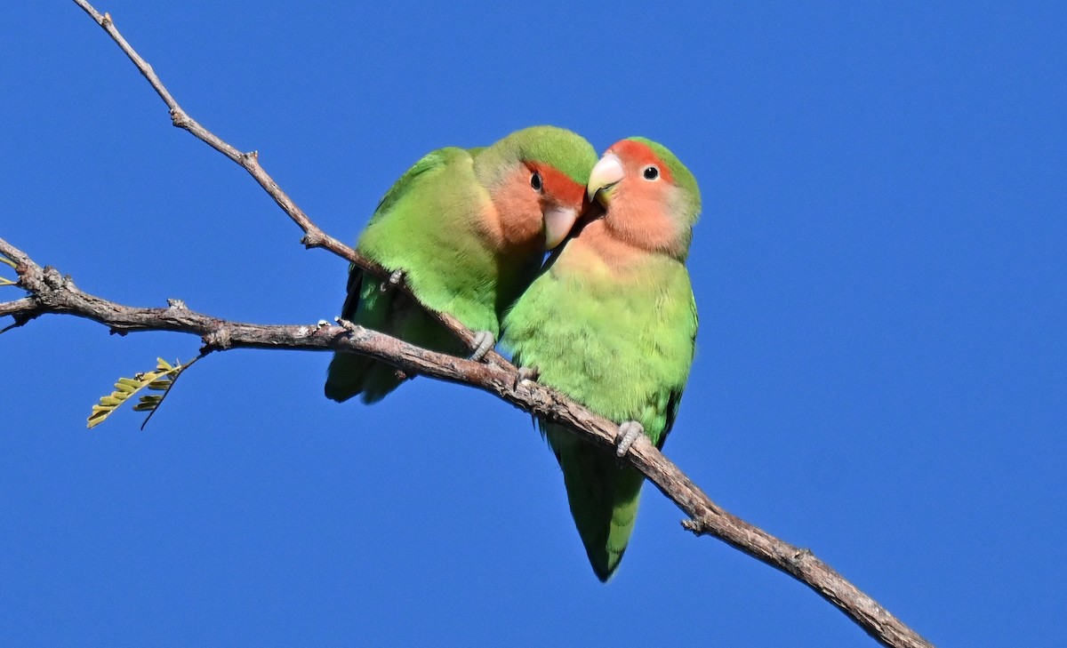 桃臉愛情鳥 - ML646559603