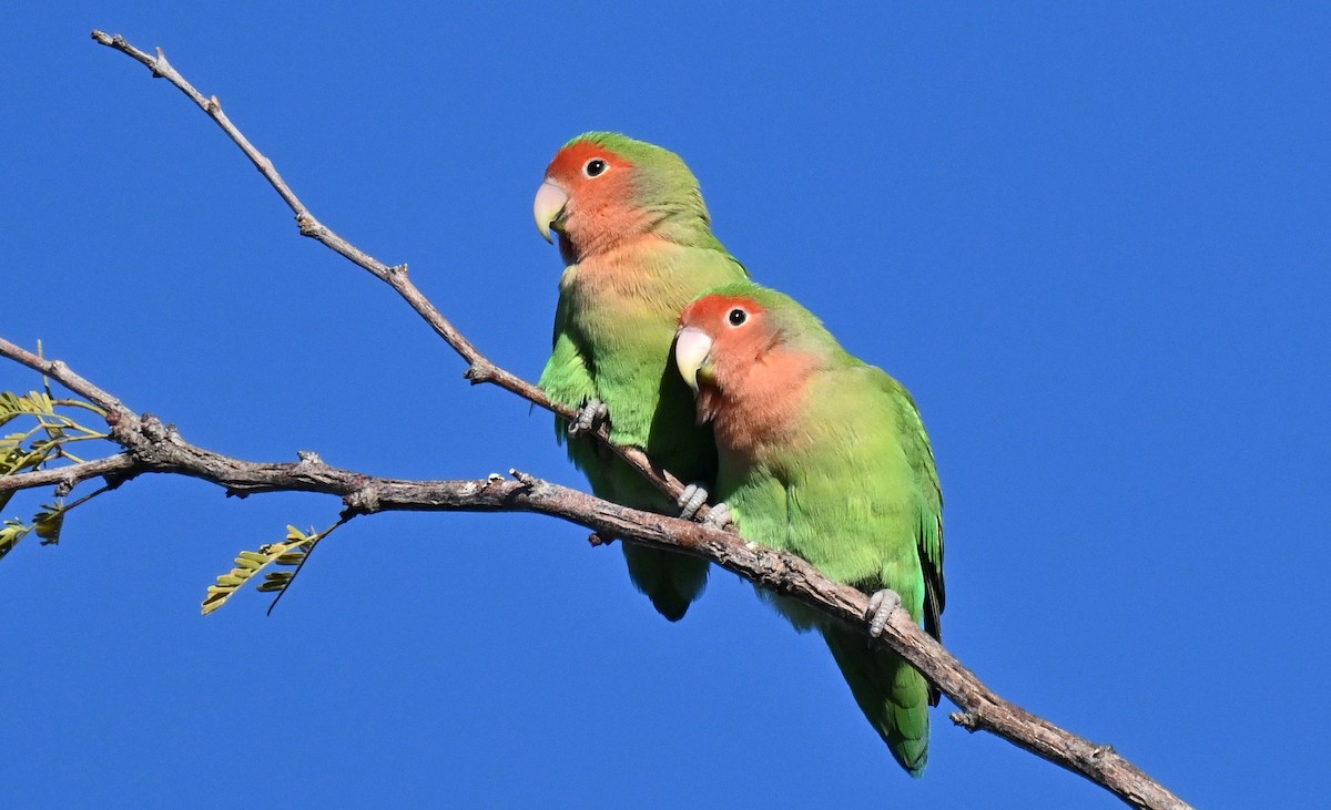 桃臉愛情鳥 - ML646559604