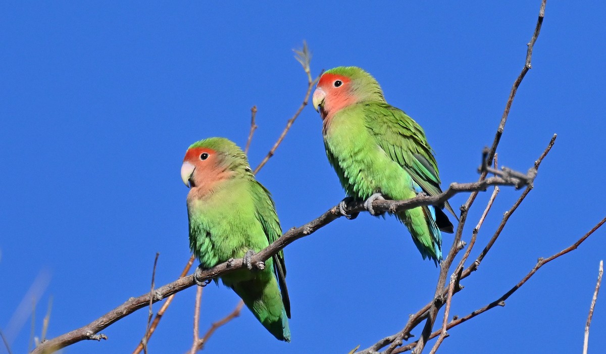 桃臉愛情鳥 - ML646559605