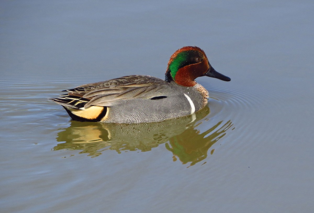 小水鴨 - ML646559606