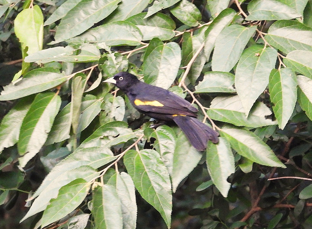 Golden-winged Cacique - ML646559607