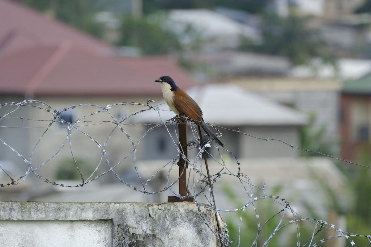 Blue-headed Coucal - ML646559608