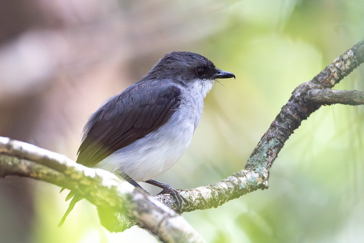 Mangrove Robin - ML646559609