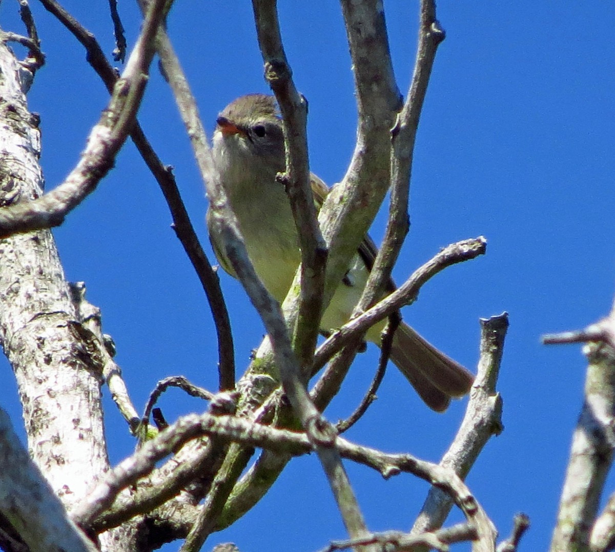Northern Beardless-Tyrannulet - ML646559611