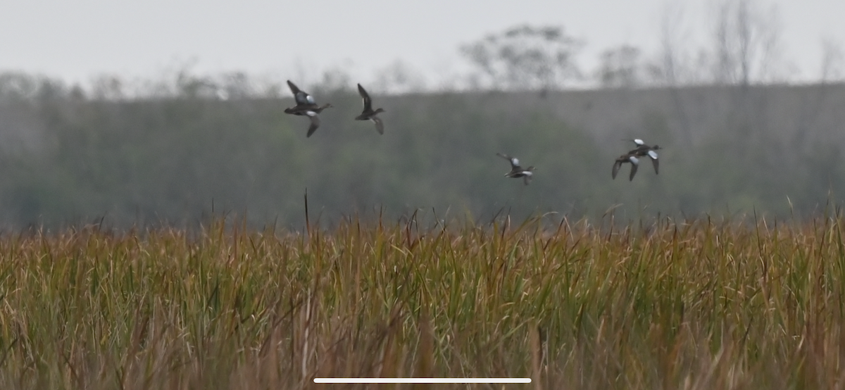 Чирянка блакитнокрила - ML646559613