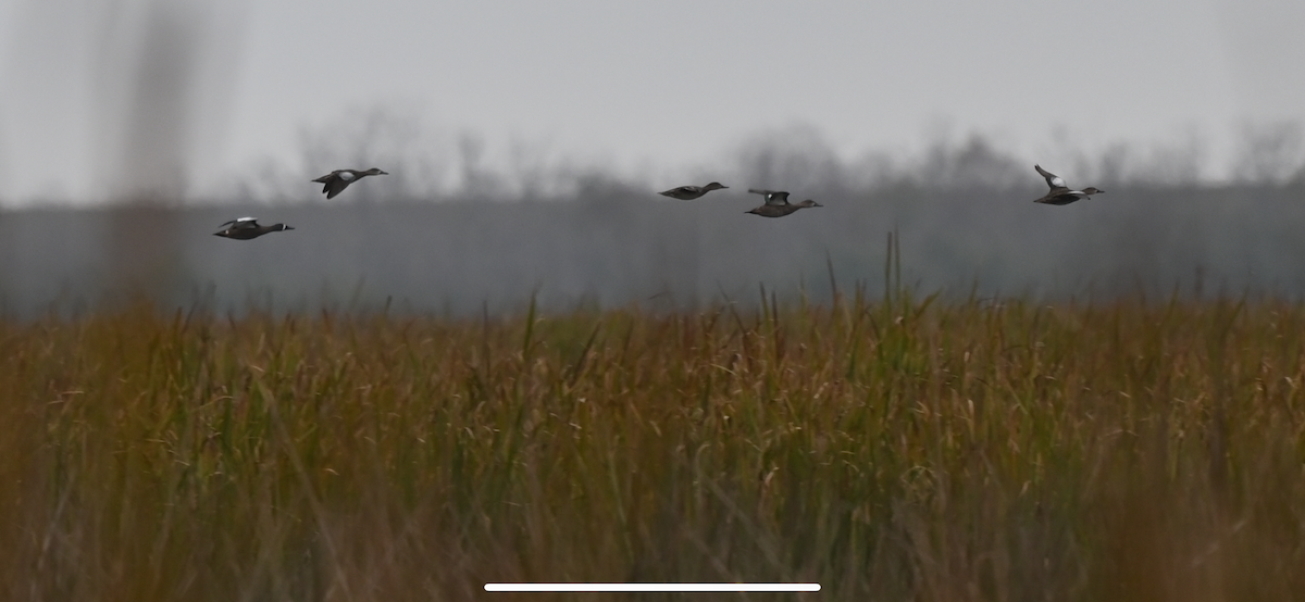 Чирянка блакитнокрила - ML646559614