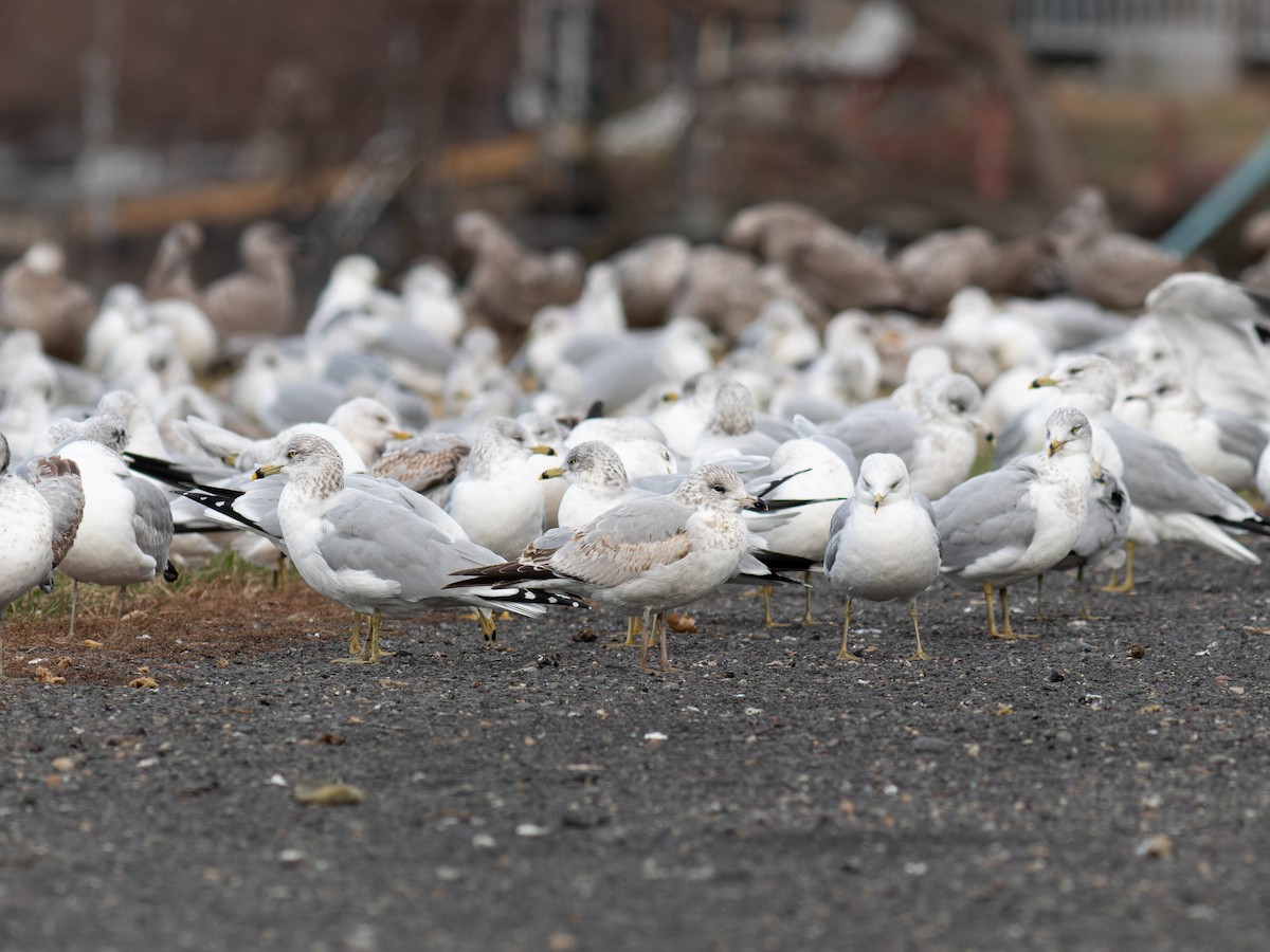 Ring-billed Gull - ML646559616