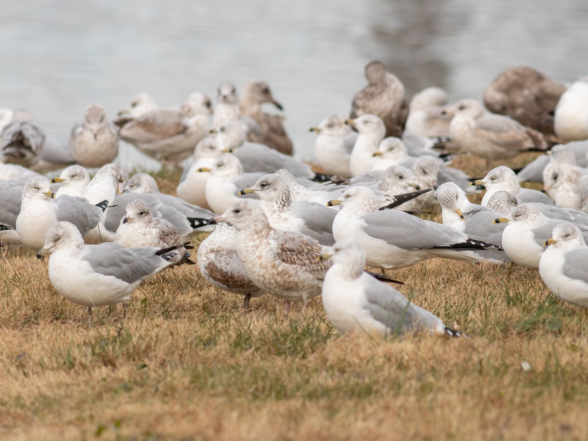 Ring-billed Gull - ML646559617