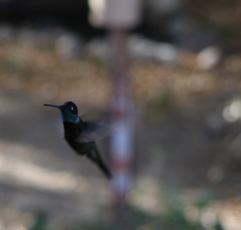 Rivoli's Hummingbird - ML646559619