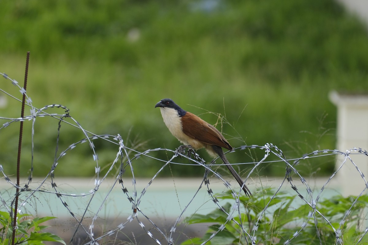 Blue-headed Coucal - ML646559620