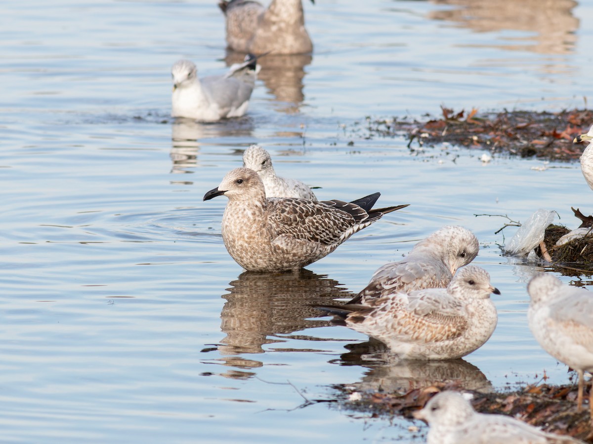 Бэсрэг цахлай - ML646559621