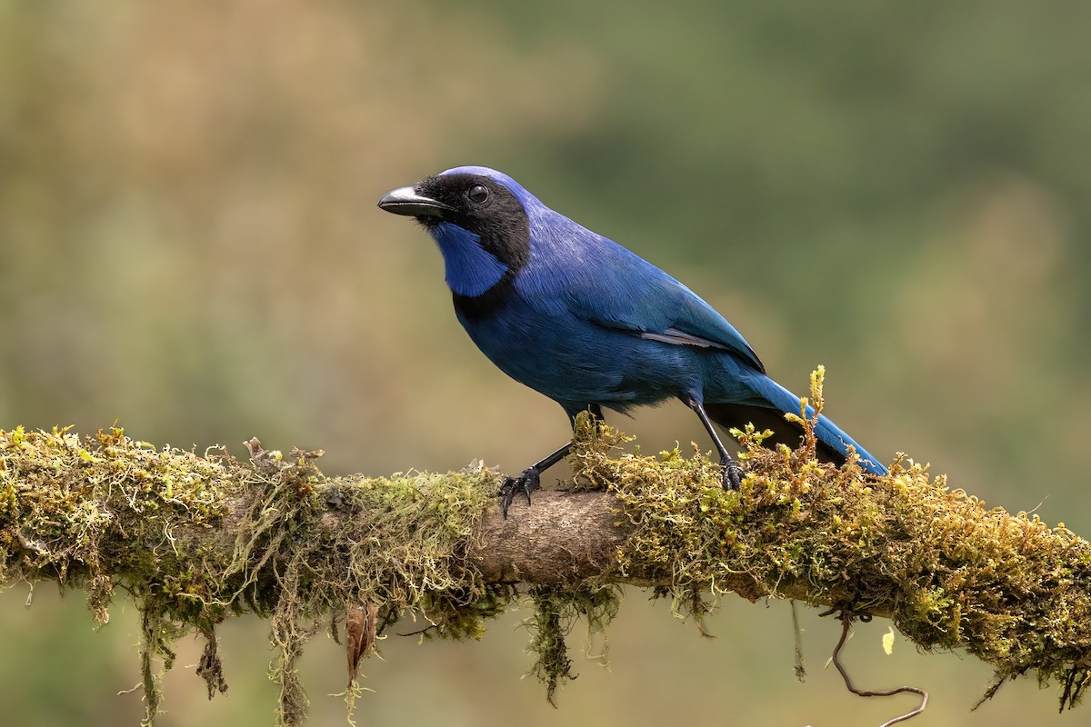 sojka černolímcová - ML646559622