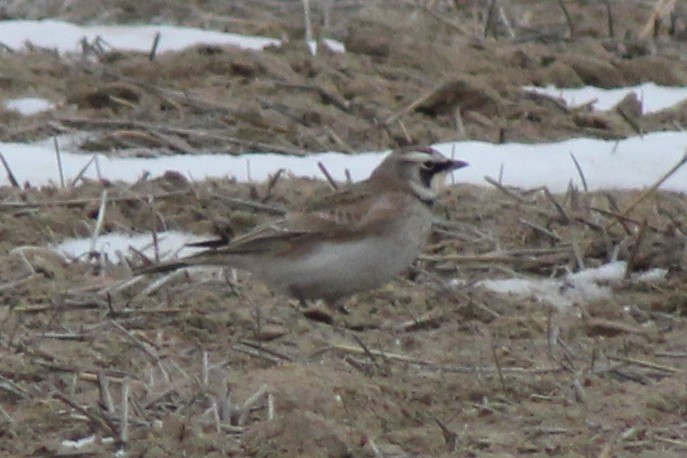 skřivan ouškatý - ML646559626