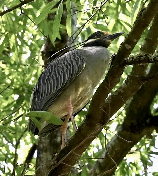 Yellow-crowned Night Heron - ML646559627