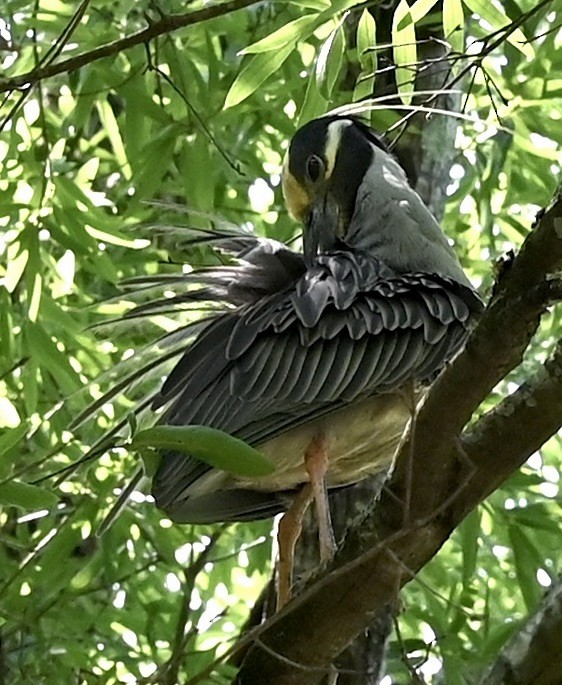 Yellow-crowned Night Heron - ML646559629
