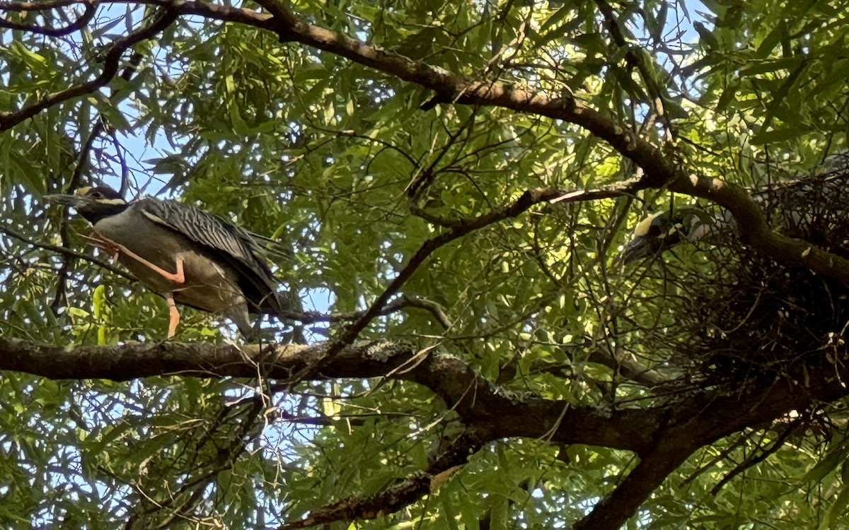 Yellow-crowned Night Heron - ML646559630