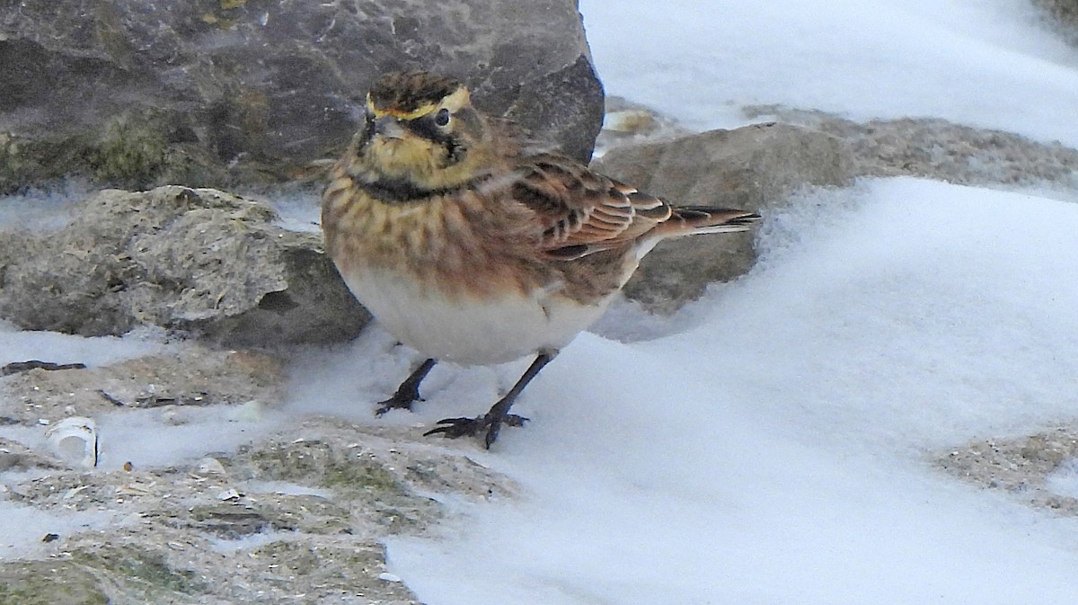 Alouette hausse-col - ML646559633